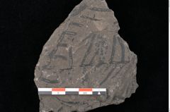 Foto (Detailansicht) von Thaumatopteris pterophylloides Ettingshausen (NHMW-GEO-2024-0188-10521)